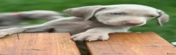Weimaraner dogs for sale: 💫Reduced Price KC Litter💫 - Advert 1