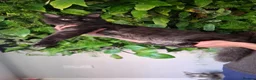 Maine Coon cats for sale: Tica register Maine Coon kittens  - Advert 20