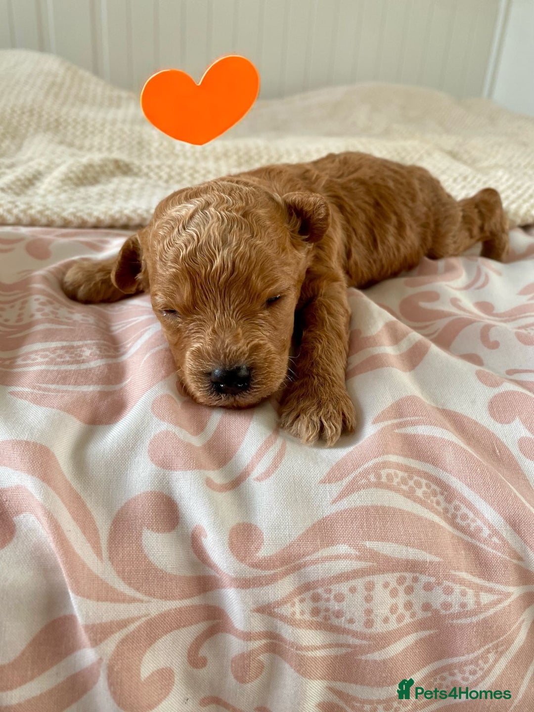 Poochon dogs for sale: ♥️🐶🧸 TINY ASIAN TOY POOCHONS FOR SALE ♥️ - Advert 12