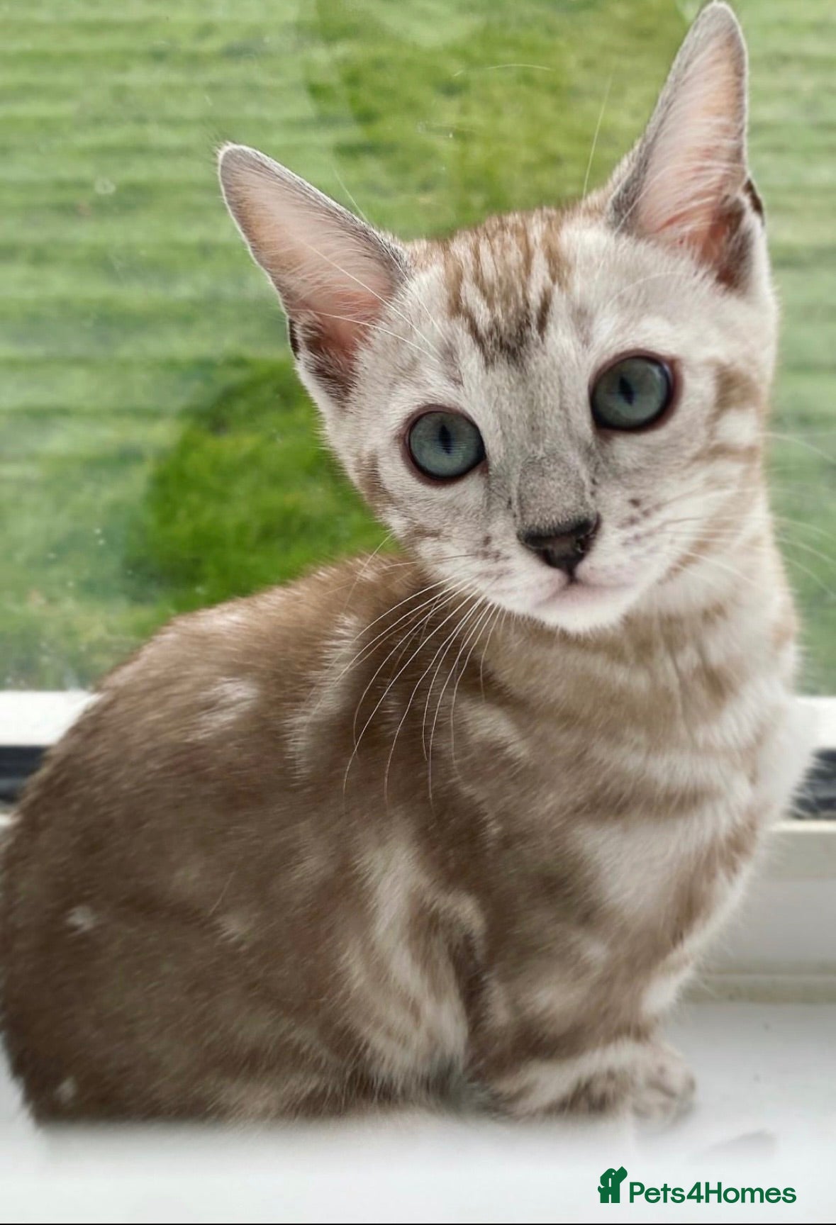 Bengal cats 🌟Pedigree bengal kittens 🌟 - Advert 2