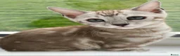 Bengal cats for sale: 🌟Pedigree bengal kittens 🌟 - Advert 1