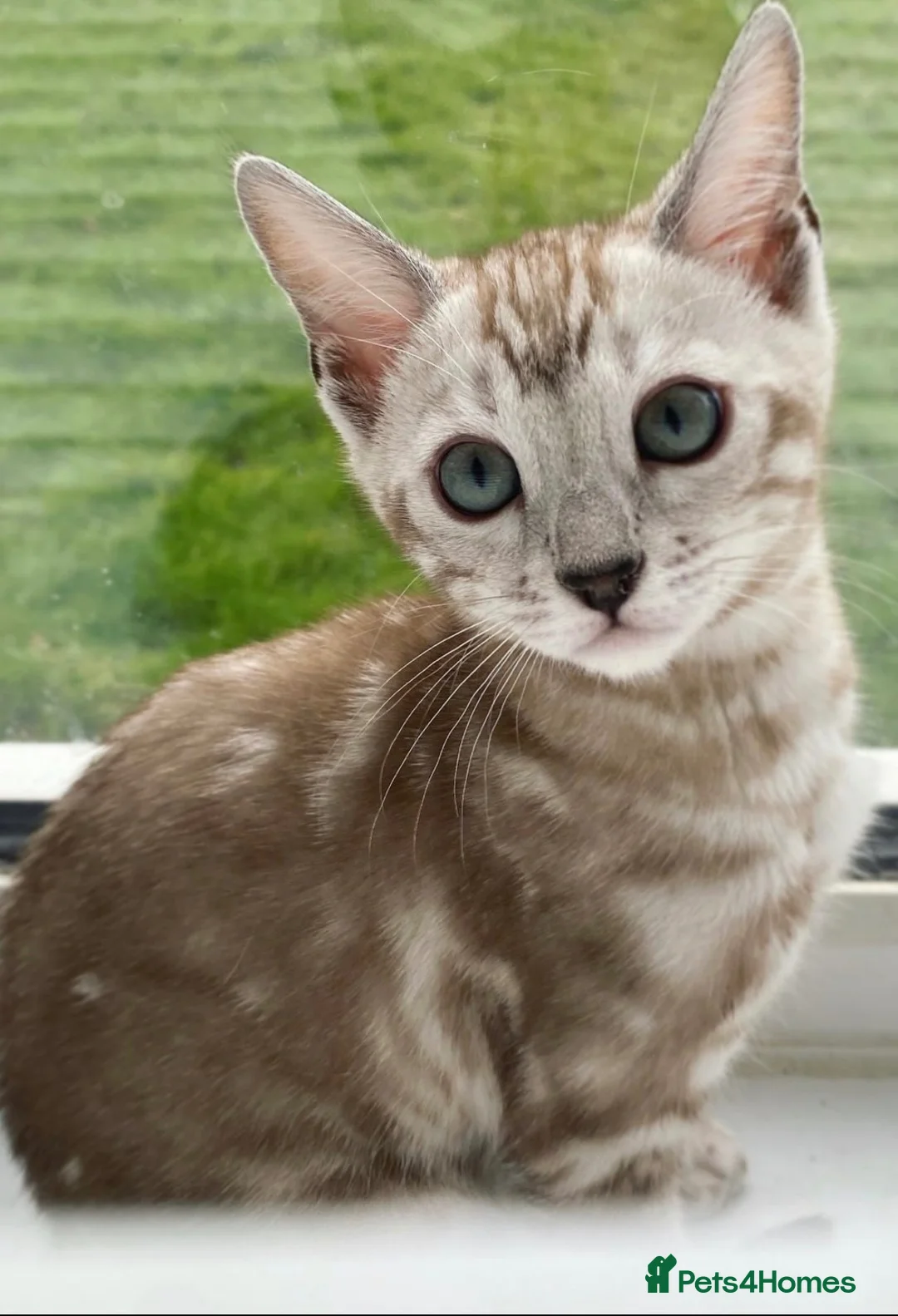 Bengal cats for sale: 🌟Pedigree bengal kittens 🌟 - Advert 1