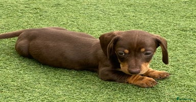 Dachshund dogs - Advert 12