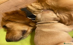 Golden Retriever dogs for sale: 🐾Sweet Golden Retriever Puppies-5 generation KC🐾 - Image 25