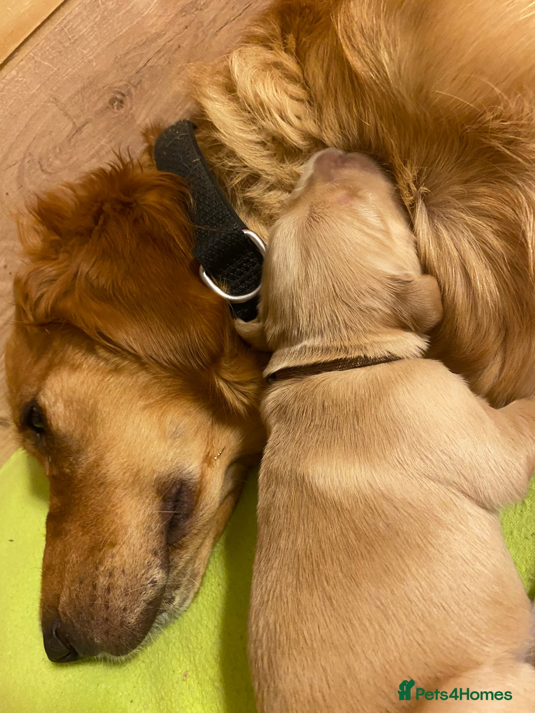 Golden Retriever dogs for sale: 🐾Sweet Golden Retriever Puppies-5 generation KC🐾 - Image 25