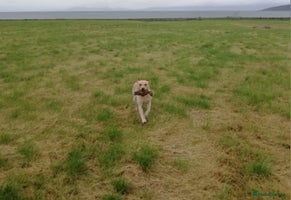 Labrador Retriever dogs - Advert 4