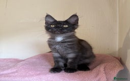 Maine Coon cats for sale: Pedigree GCCF Russian Import line Maine Coons - Image 15
