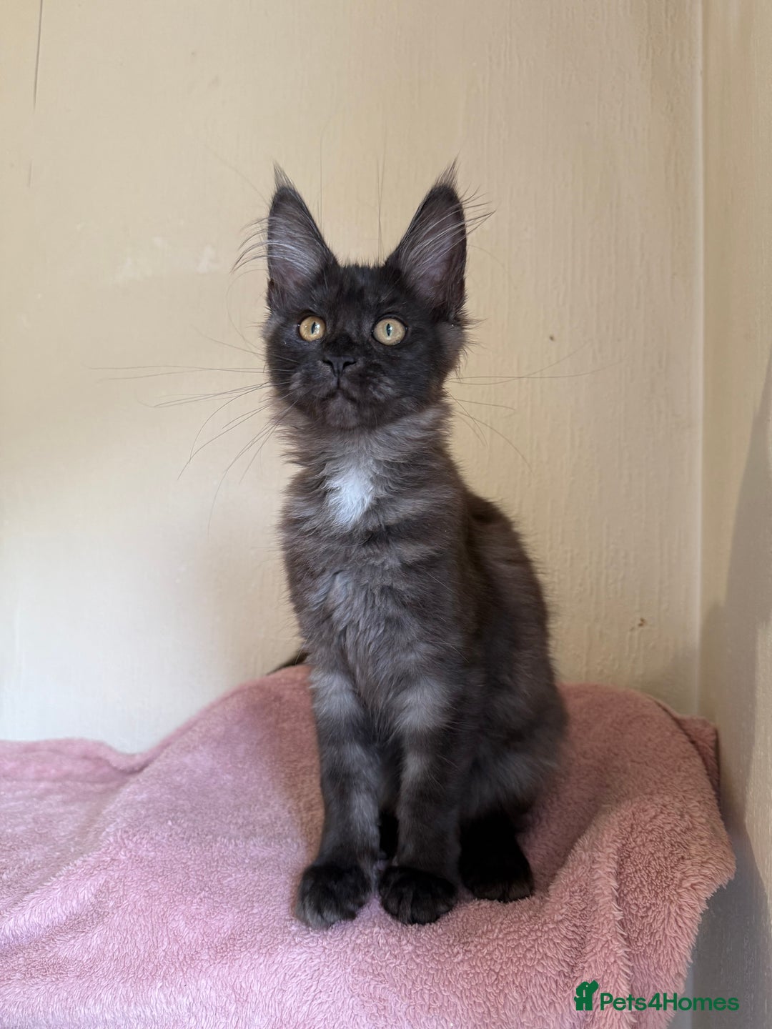 Maine Coon cats for sale: Pedigree GCCF Russian Import line Maine Coons - Image 15