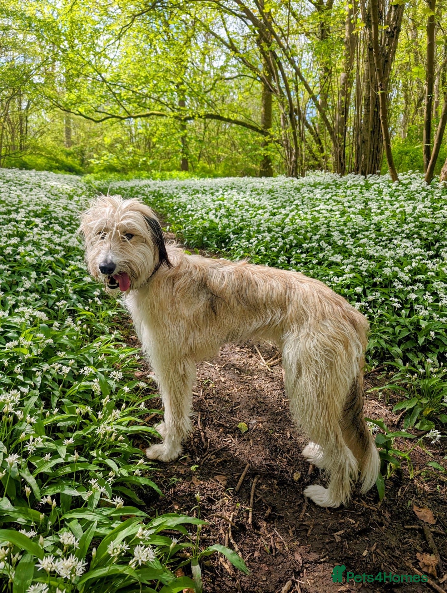 Lurcher dogs New home needed for Ruba - Advert 10