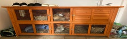 Lionhead rabbits for sale: 2 Lionhead Bunnies. cage and carrier include. - Advert 8