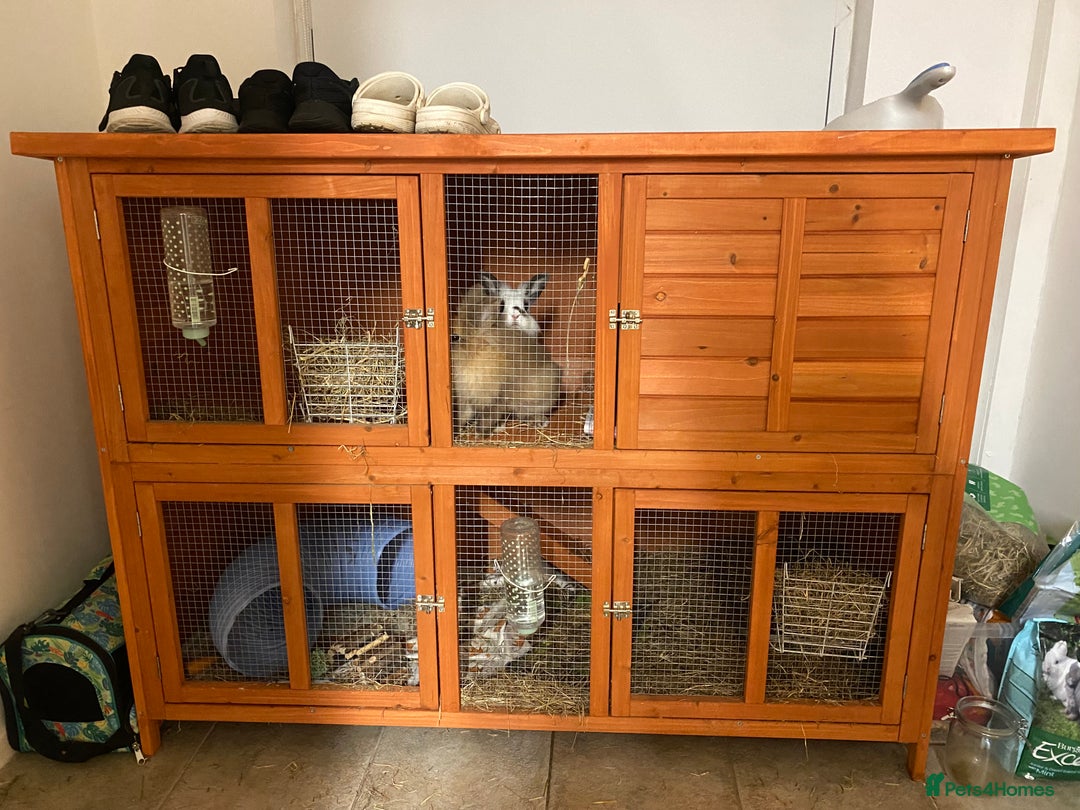 Lionhead rabbits for sale: 2 Lionhead Bunnies. cage and carrier include. - Advert 8