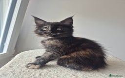 Maine Coon cats for sale: 2 TICA-Registered Maine Coon Kittens Available - Image 24