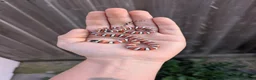 Boa Snake reptiles for sale: Rosy boa, az mt kingsnake, albino Chinese beauty  - Advert 2