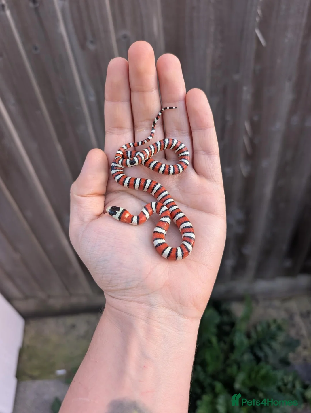 Boa Snake reptiles for sale: Rosy boa, az mt kingsnake, albino Chinese beauty  - Advert 2