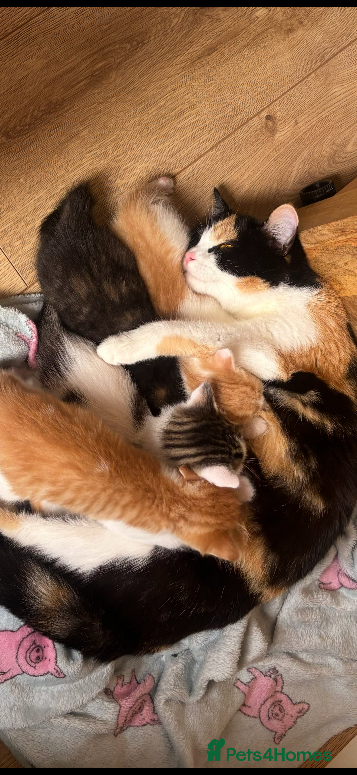 Mixed Breed cats 2 boy 2 girl kittens - Advert 1