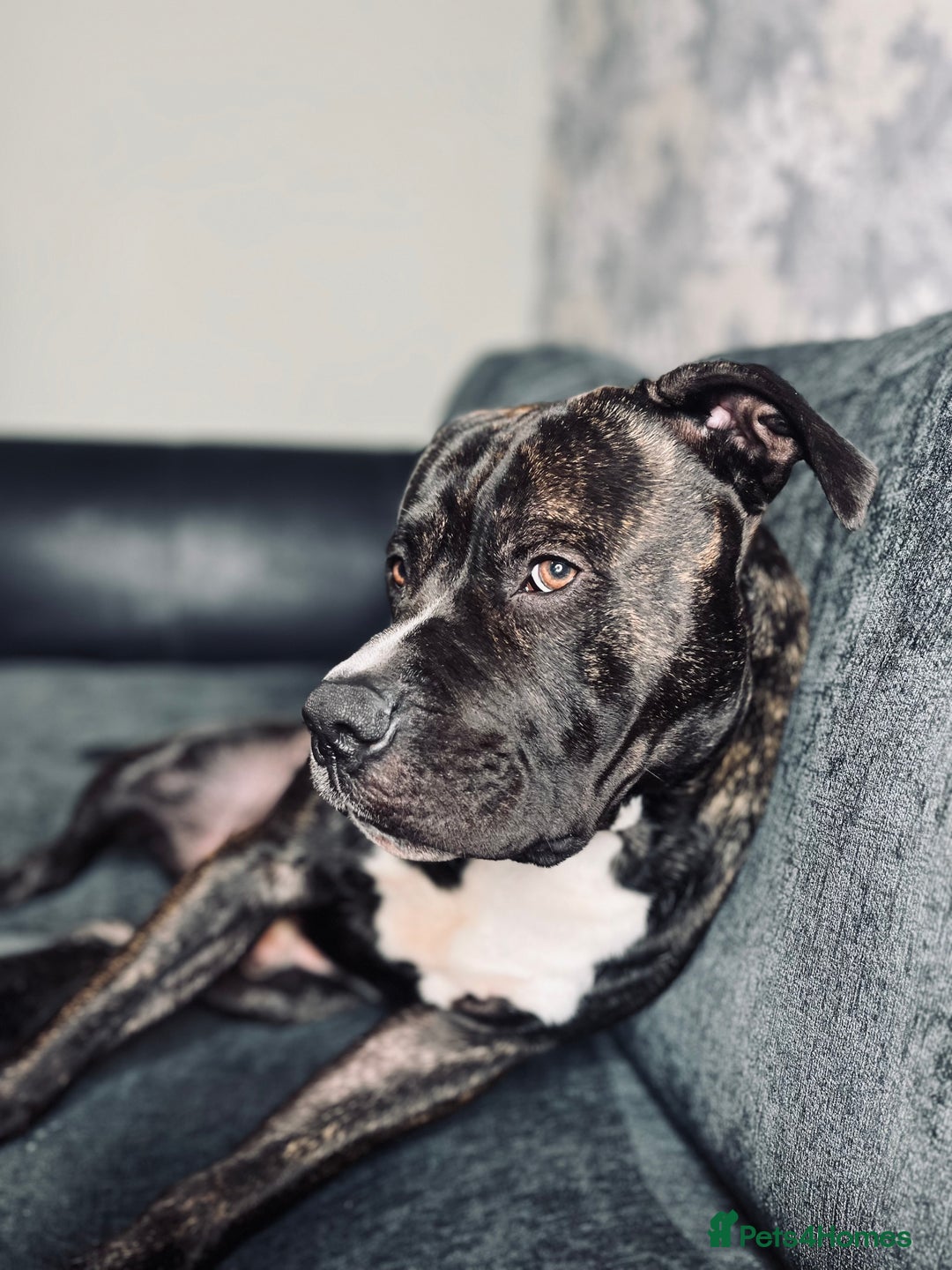 American Bull Staffy dogs for sale: 3 year old American Bull Staffy - Advert 6