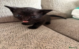 Domestic Shorthair cats for sale: Beautiful female black kittens - Image 1