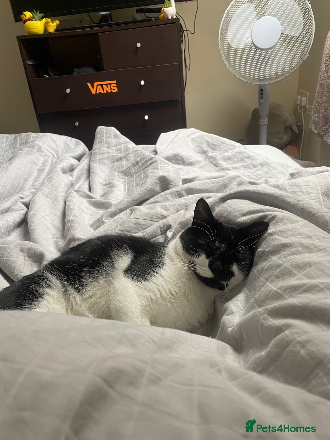 Domestic Shorthair cats for sale: Shadow - Advert 5