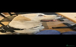 Mixed Breed dogs for sale: Casper  - Image 3