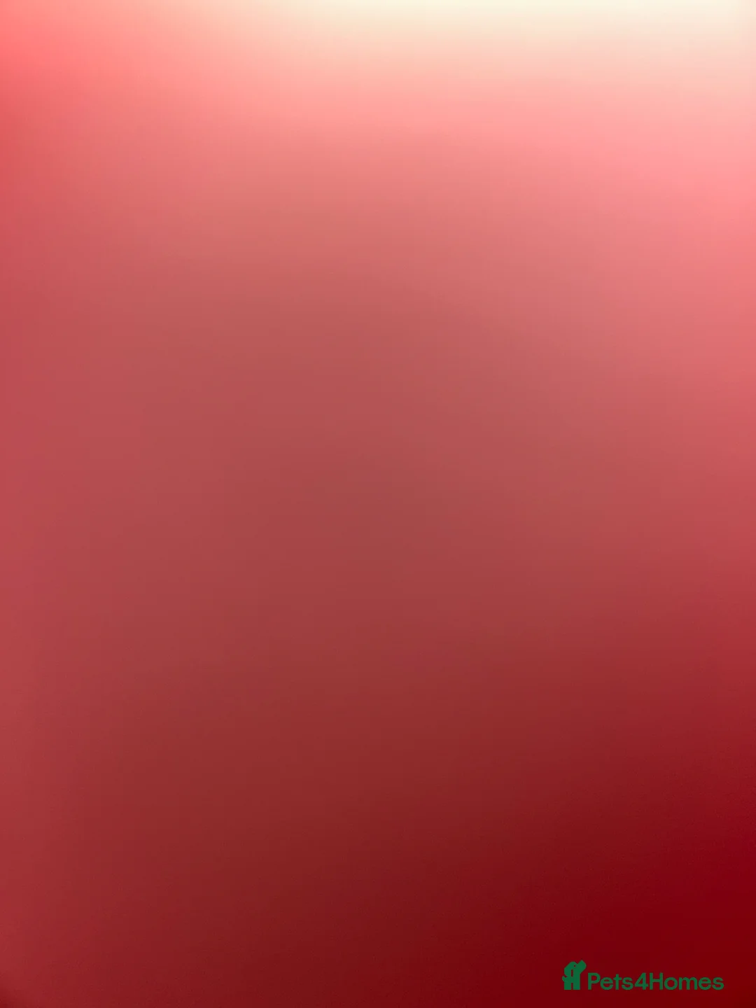 Cavapoochon dogs for sale: Three Cavapoochon Boys left - Advert 14