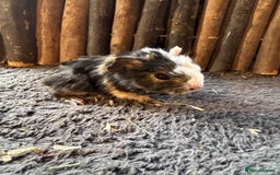 Guinea Pig rodents for sale: Baby Guinea Pigs - Image 11