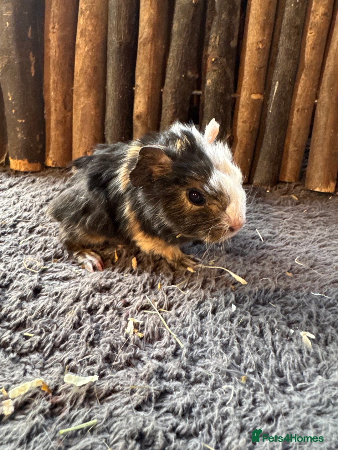 Guinea Pig rodents for sale: Baby Guinea Pigs - Image 11
