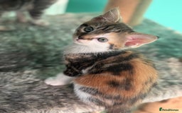 Maine Coon cats for sale: Adorable half mainecoon kittens for sale  - Image 15