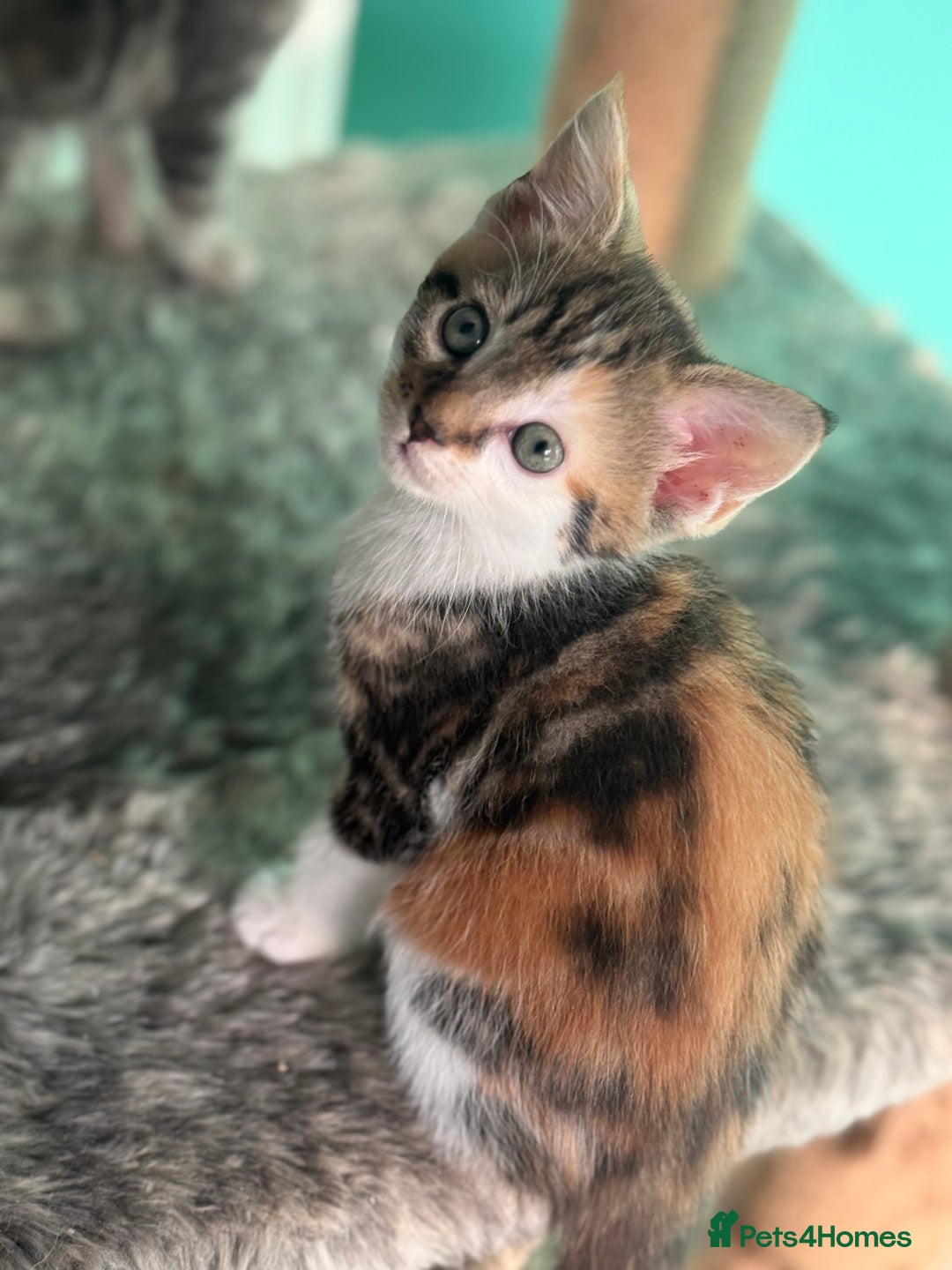 Maine Coon cats for sale: Adorable half mainecoon kittens for sale  - Image 15