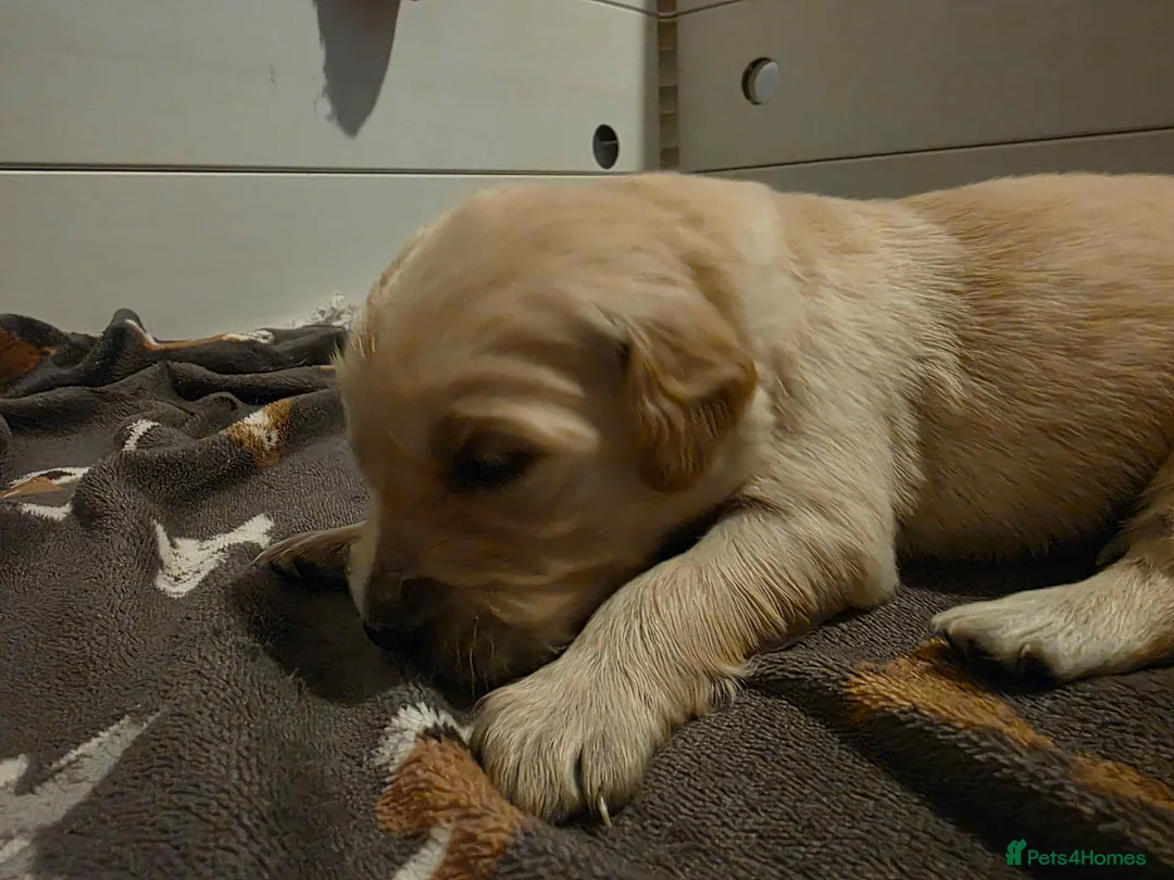 Golden Retriever dogs for sale: KC Golden Retriever puppies for sale - Advert 12