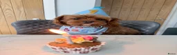 Cavapoo dogs for stud: F1 Cavapoo for Stud DNA Health Checked  - Advert 5