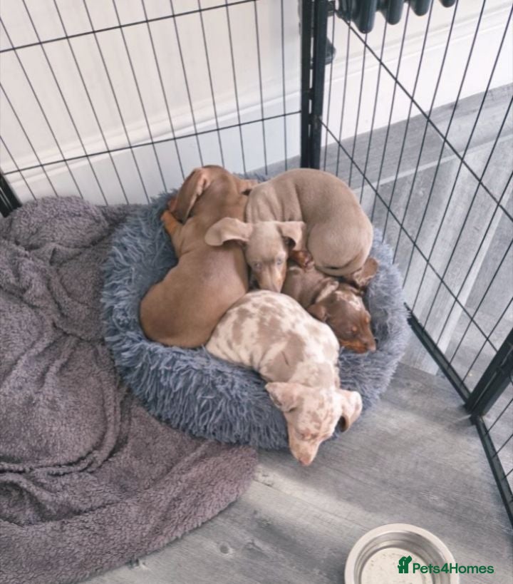Miniature Dachshund dogs Beautiful Miniature Dachshund Puppies  - Advert 3