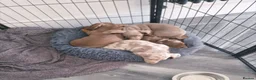 Miniature Dachshund dogs for sale: Beautiful Miniature Dachshund Puppies  in Bridgwater - Advert 1