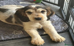 Cocker Spaniel dogs for sale: Stunning Pedigree KC Show Cocker Puppies  - Image 17