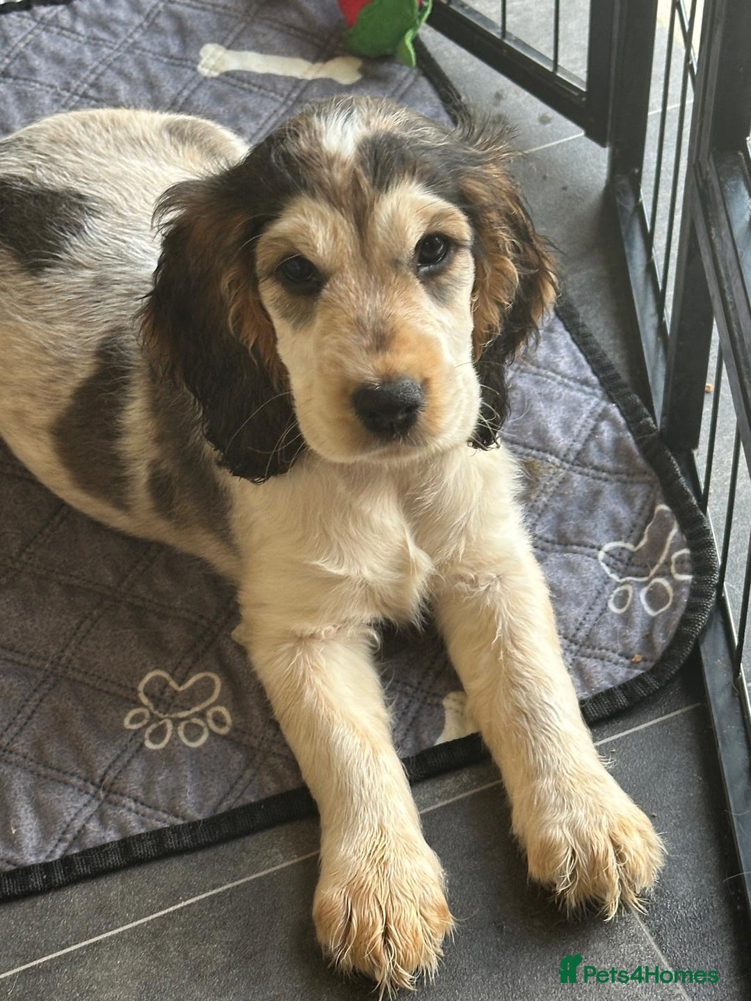 Cocker Spaniel dogs for sale: Stunning Pedigree KC Show Cocker Puppies  - Image 17