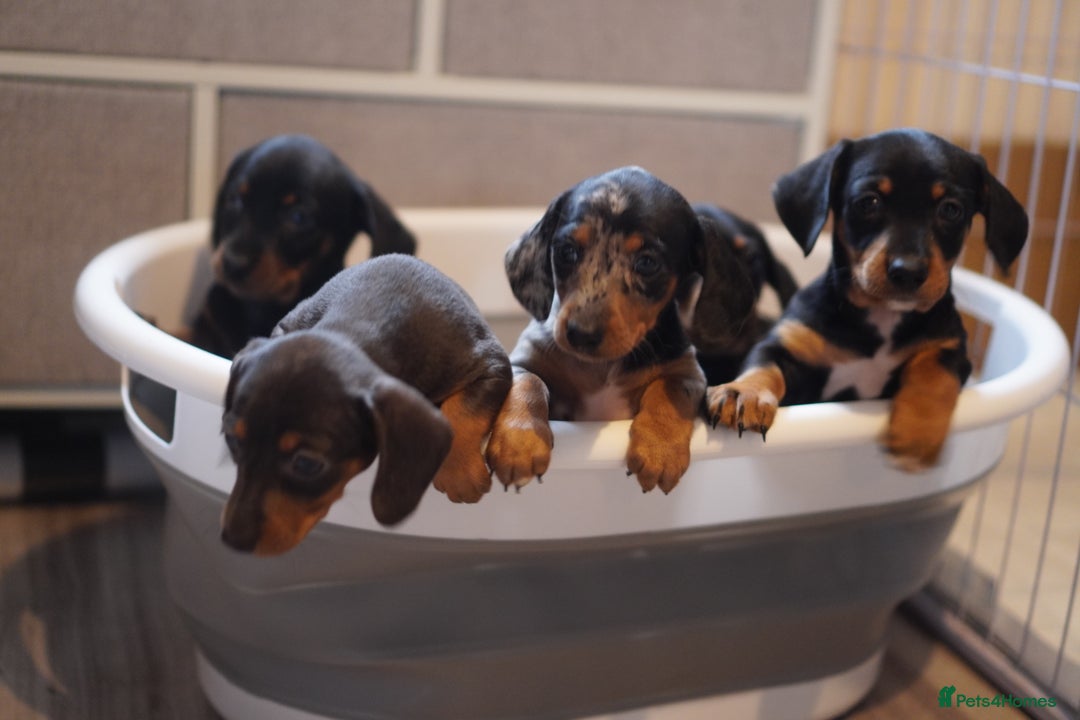 Miniature Dachshund dogs for sale: Miniature Dachshund Puppies - Image 2