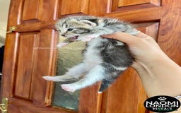 Bengal cats for sale: ⭐️ BENGAL KITTEN FOR SALE! ⭐️ 🩷❤️🧡💛💚🩵💙💜 - Image 7