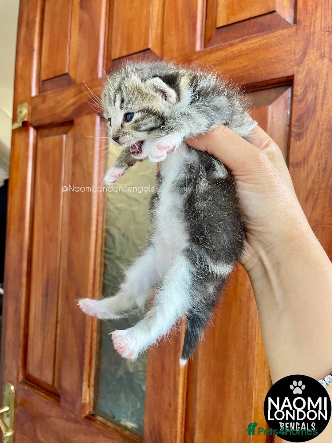Bengal cats for sale: ⭐️ BENGAL KITTEN FOR SALE! ⭐️ 🩷❤️🧡💛💚🩵💙💜 - Image 7