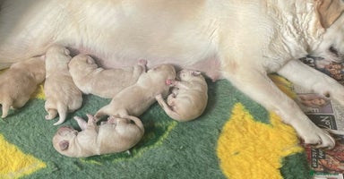 Labrador Retriever dogs - Advert 2