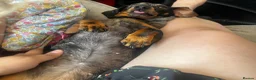 Miniature Dachshund dogs for sale: Female miniature dapple dachshund - Advert 2