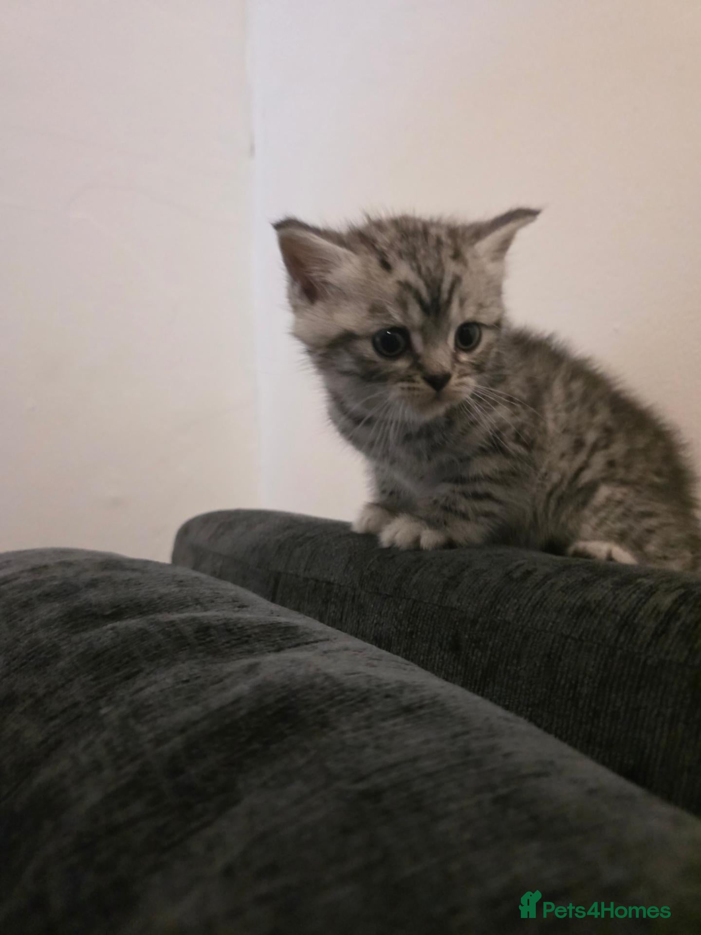 British Shorthair cats british shorthair silver tabby males  - Advert 11