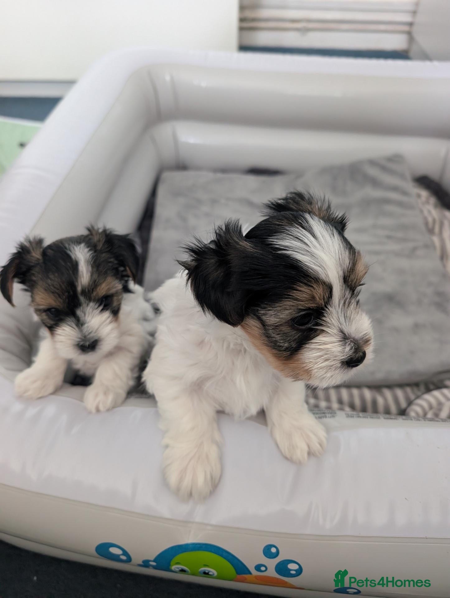 Biewer Terrier dogs Biewer terrier puppies x 2 boys - Advert 8
