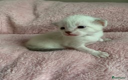 Siamese cats for sale: Siamese x Maine coon  - Advert 12