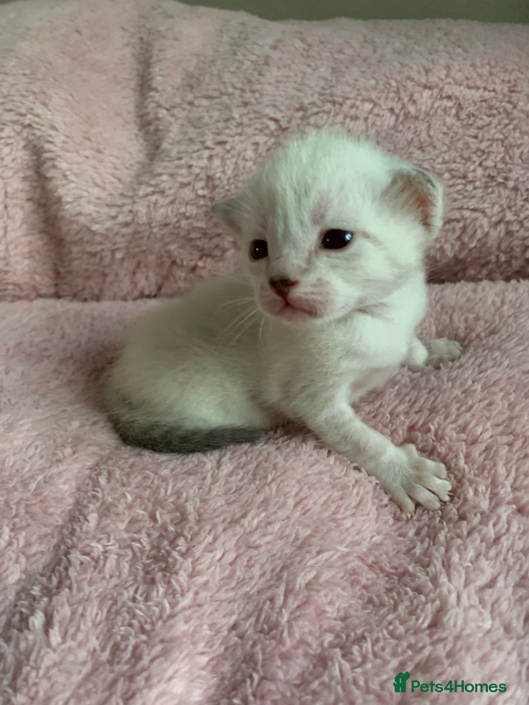 Siamese cats for sale: Siamese x Maine coon  - Advert 12