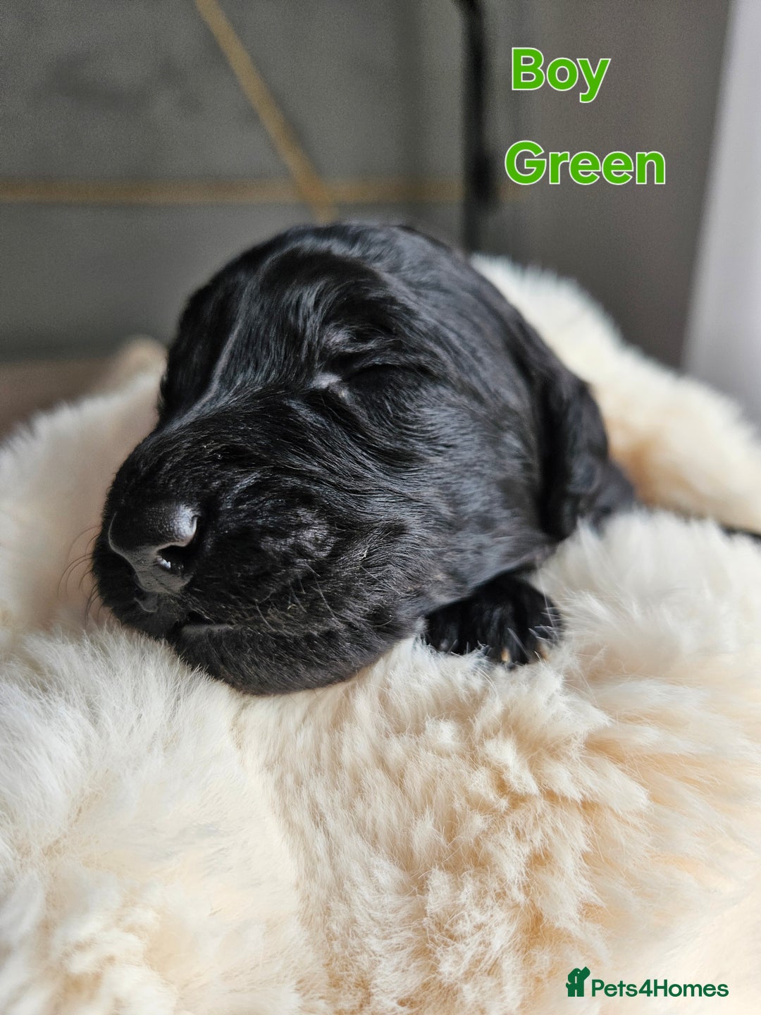 Goldendoodle dogs for sale: Gorgeous Healthy Goldendoodle Puppies - Image 16