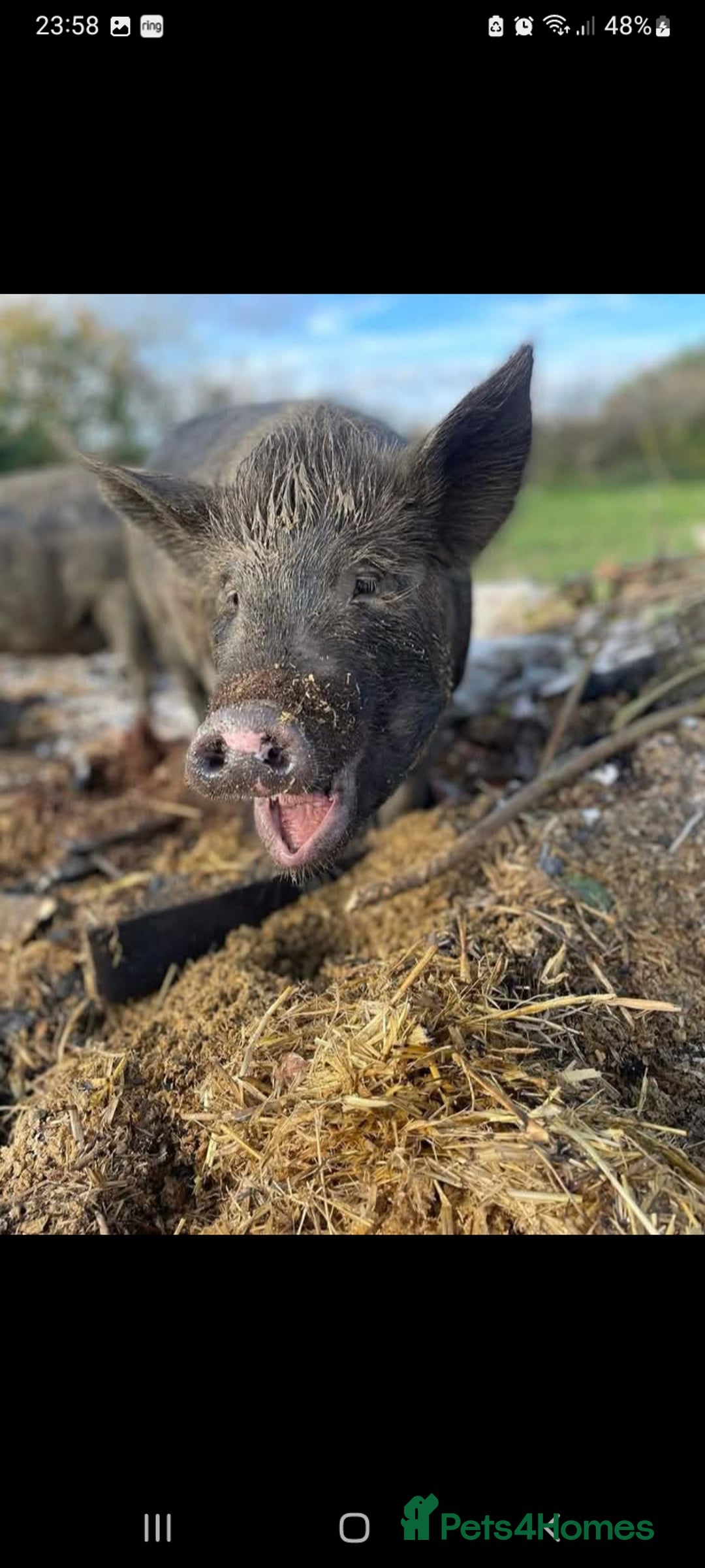 Pig livestock for sale: Ronnie and reggie  - Image 17