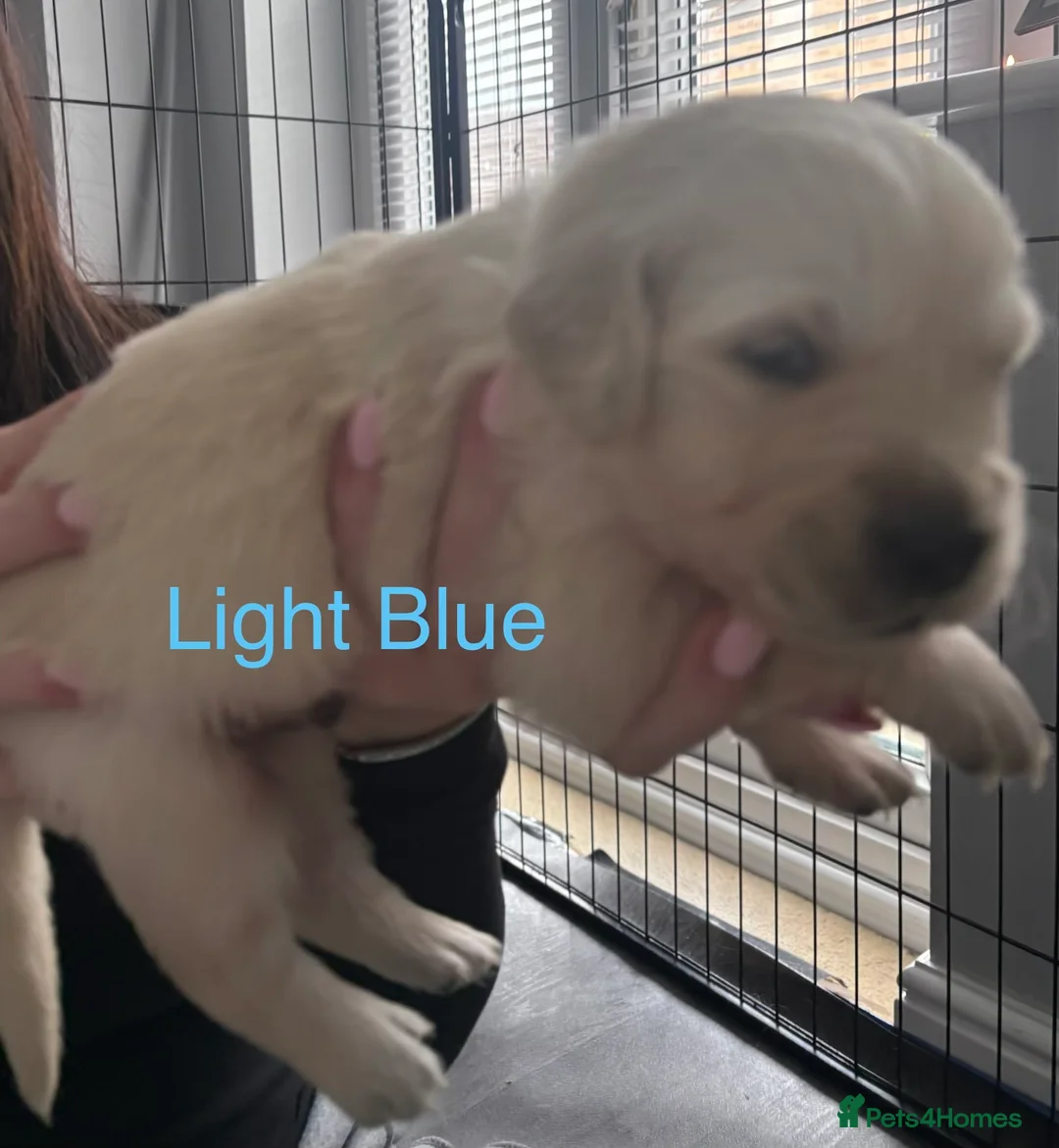 Golden Retriever dogs for sale: 🐾 KC Registered Golden Retriever Puppies.  - Advert 27