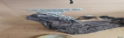 Bearded Dragon reptiles for sale: Baby bearded dragon  in Bridgend - Advert 11