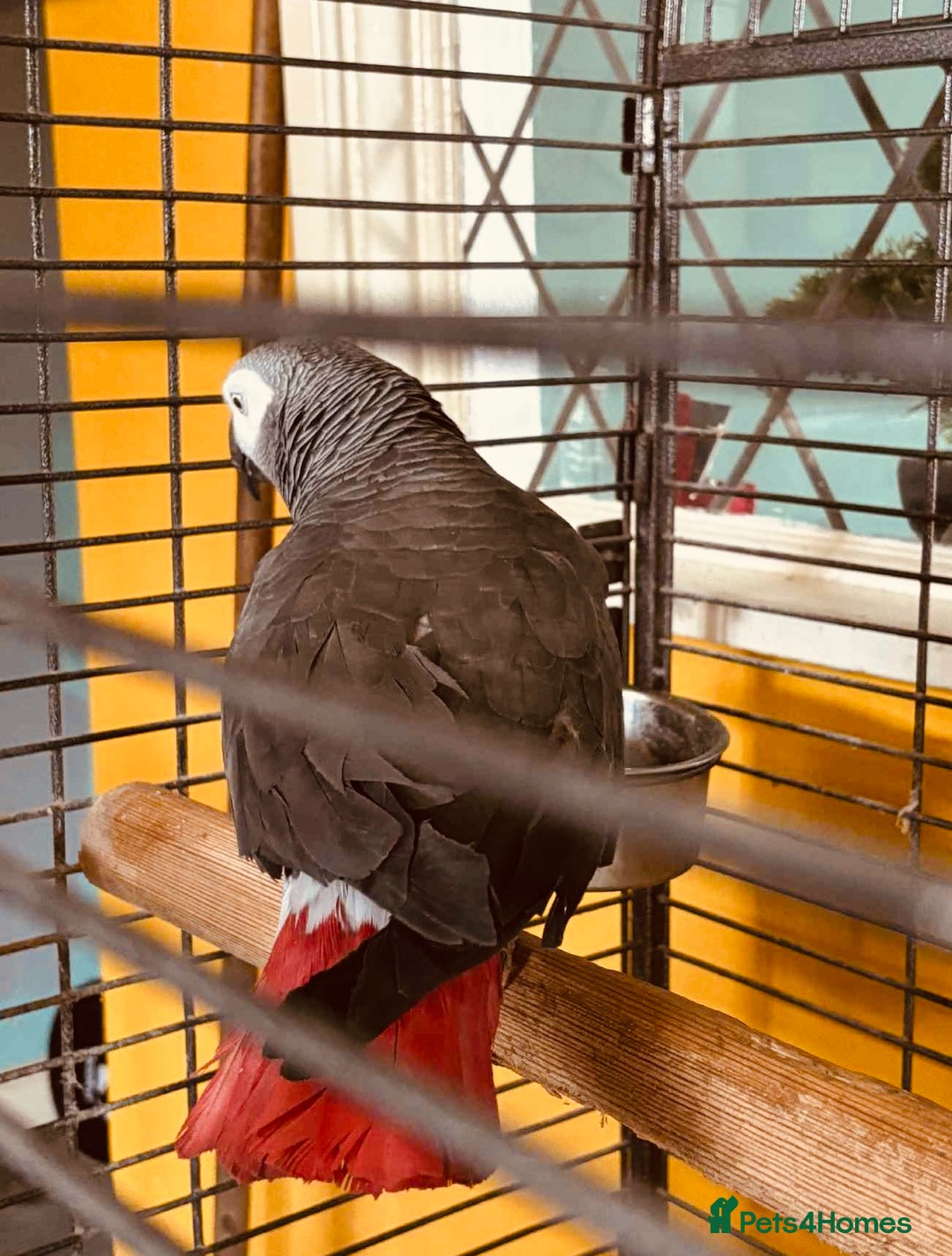 Parrots birds for sale: African grey parrot  - Image 2