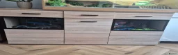 Bearded Dragon reptiles for sale: Healthy Bearded Dragon + Full Vivarium Setup  in Livingston - Advert 6