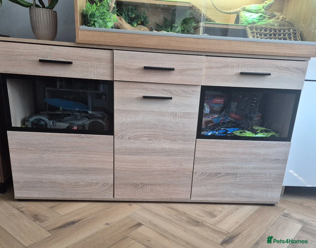 Bearded Dragon reptiles for sale: Healthy Bearded Dragon + Full Vivarium Setup  in Livingston - Advert 6